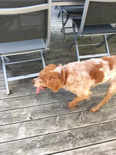 Chien trouvé Epagneul Breton