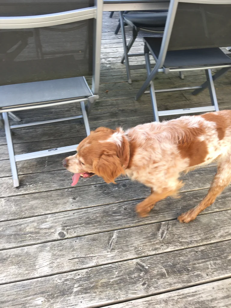 Chien trouvé