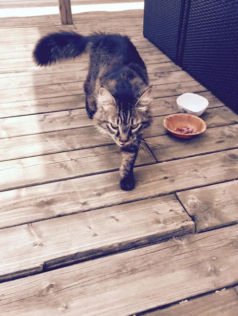 Chat trouvé