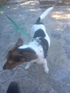 Chien perdu Jack-Russell-Terrier