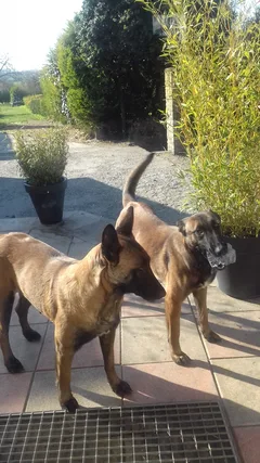 Chien perdu Berger Belge Malinois