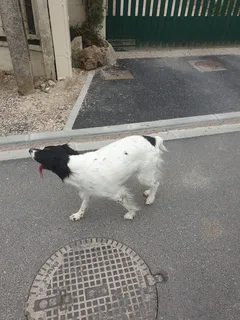 Chien trouvé Epagneul Breton