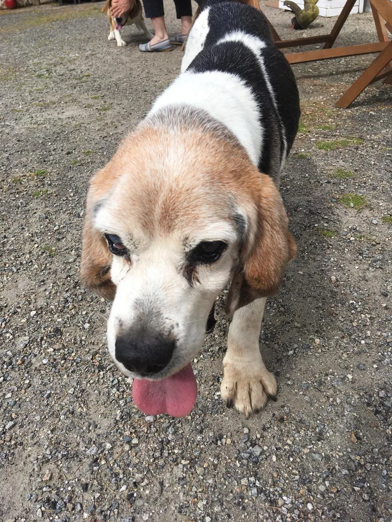 Chien trouvé