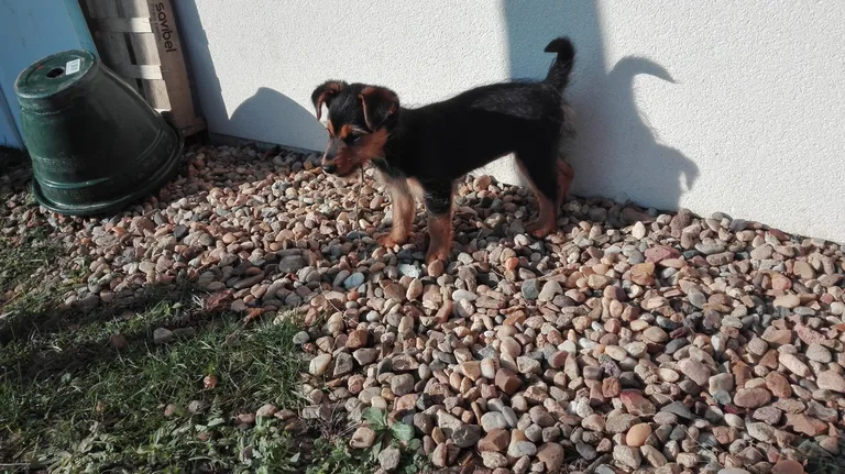 Praline