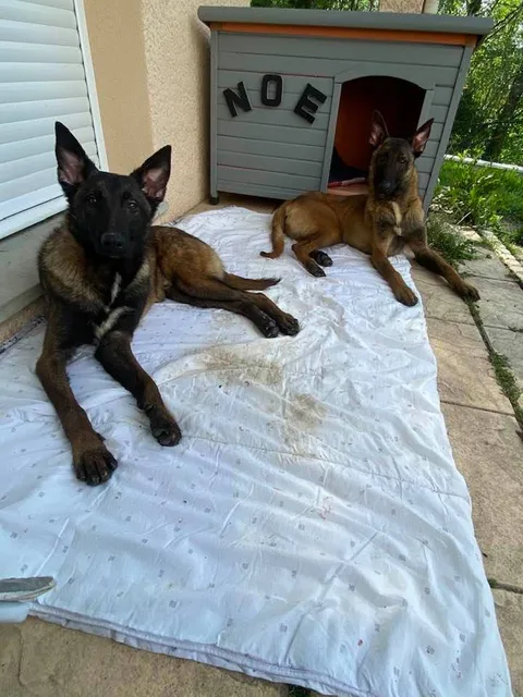 Chien trouvé