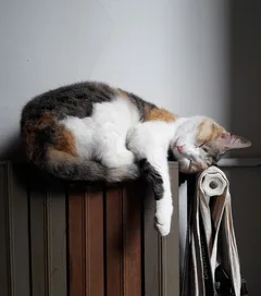Chat perdu Croisé