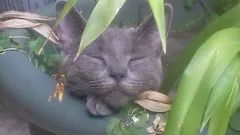 Chat perdu Européen