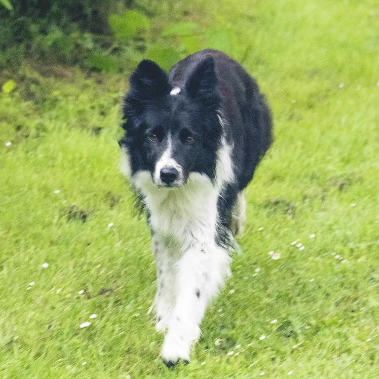 Chien trouvé