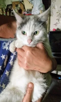 Chat trouvé Européen