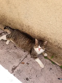 Chat trouvé Chat Sauvage d'Europe