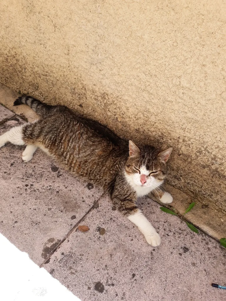 Chat trouvé