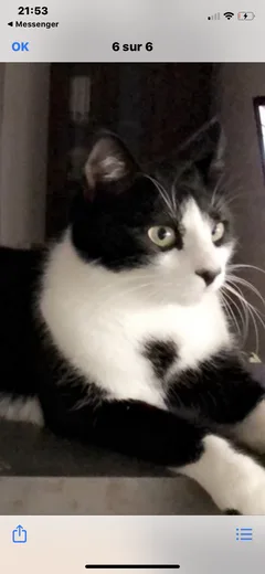 Chat perdu Européen