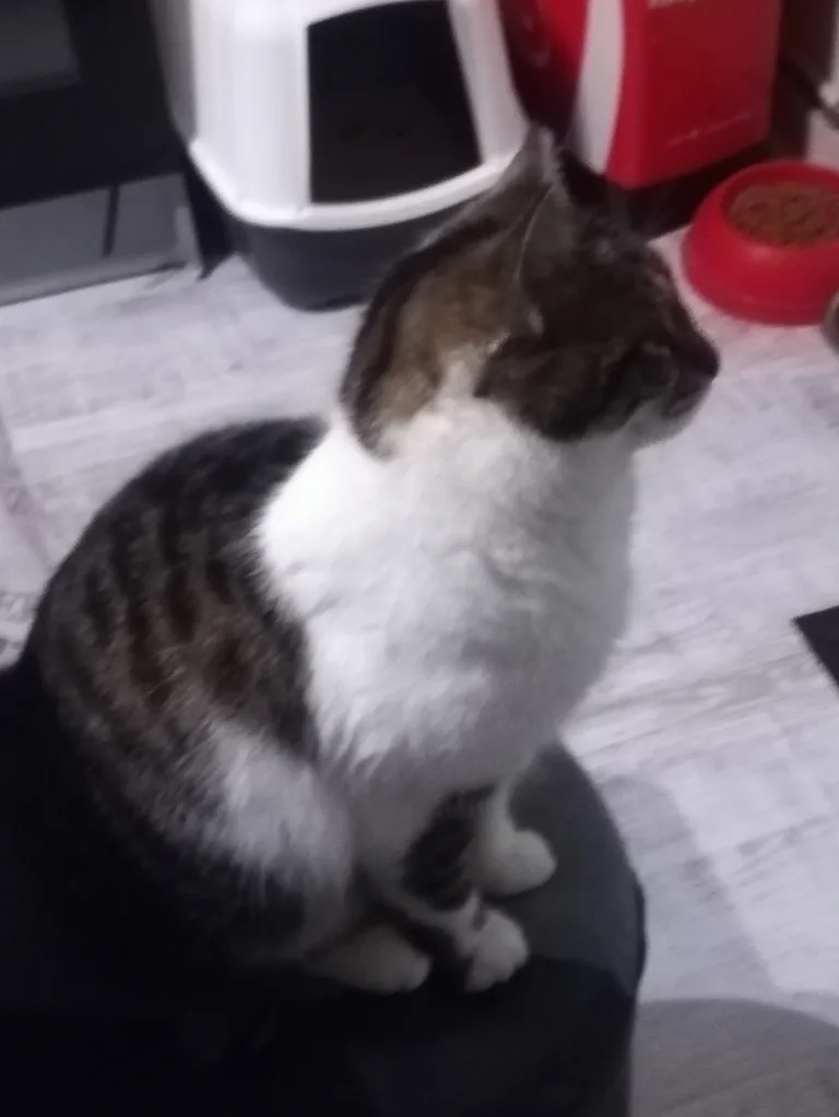 Minette