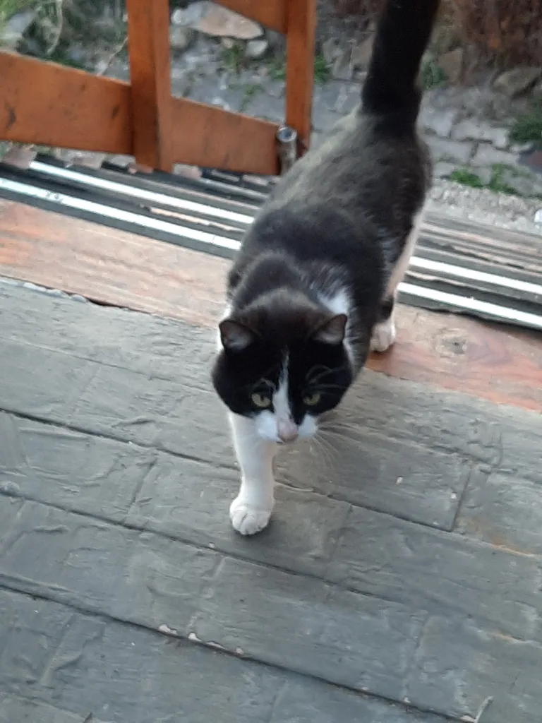 Chat trouvé