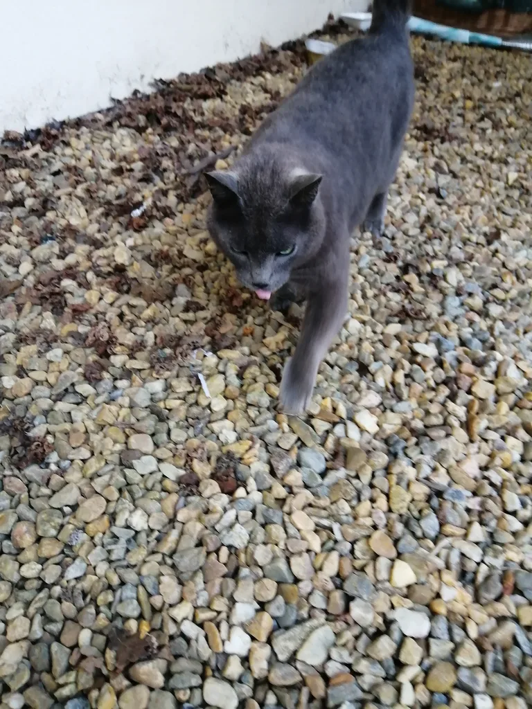 Chat trouvé