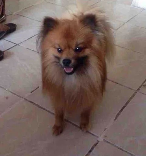 Haki