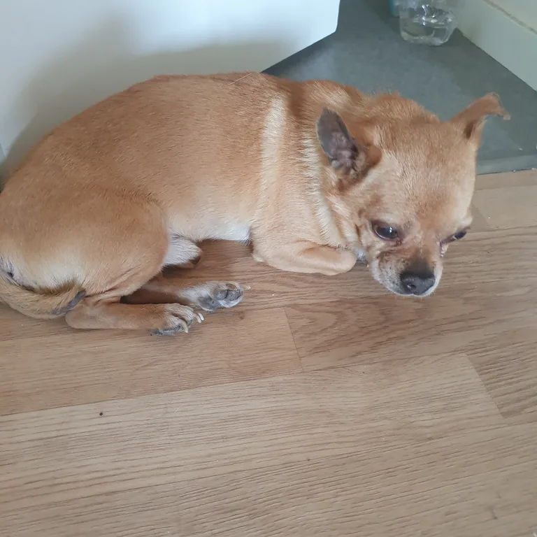Chien trouvé