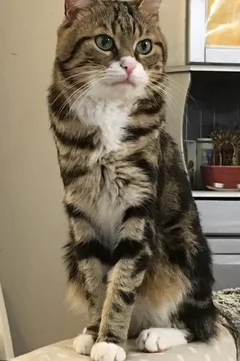 Chat perdu Européen