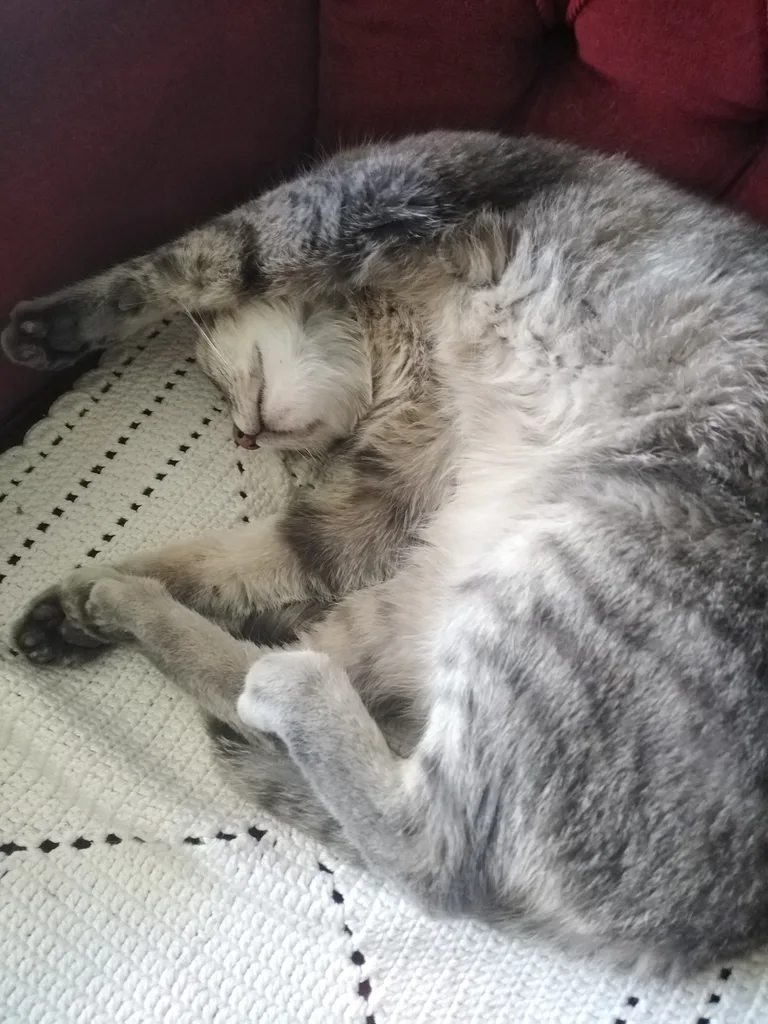 Chat trouvé