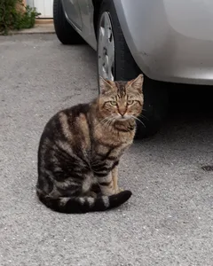 Chat trouvé Européen