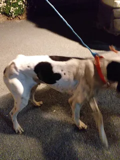 Chien trouvé Pointer