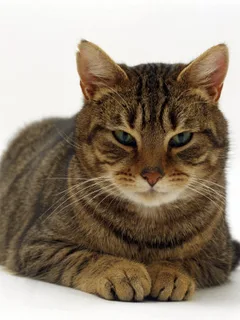 Chat trouvé Sans race particulière