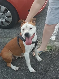 Chien trouvé Staffordshire Bull Terrier