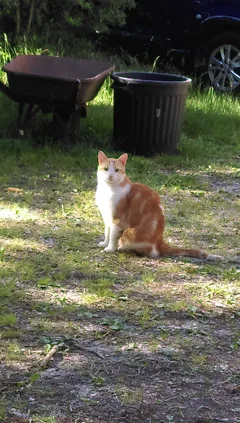 Chat trouvé Européen