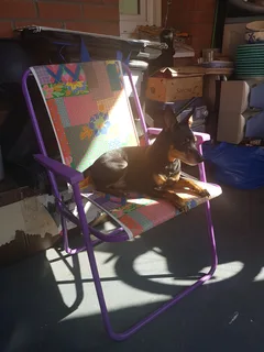 Chien perdu Pinscher