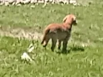 Chien perdu Cocker Anglais