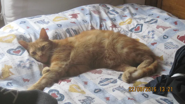 garfield