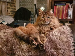 Chat perdu Européen