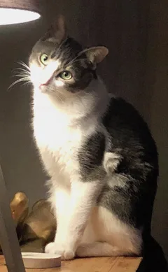 Chat perdu Européen