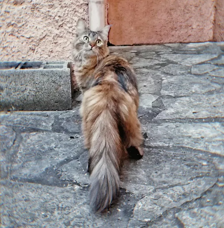 Mimi