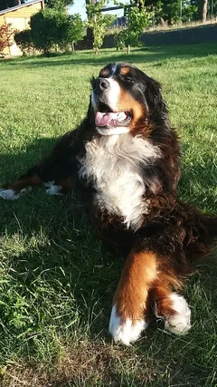 Chien perdu Bouvier Bernois
