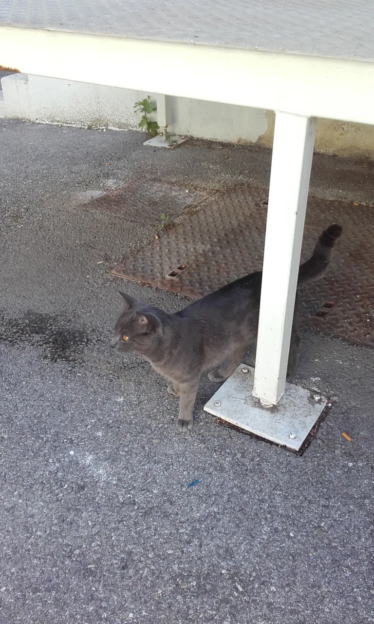 Chat trouvé