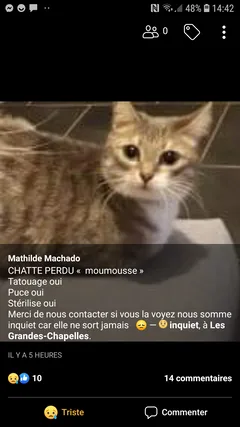 Chat perdu Européen