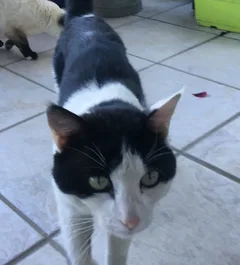Chat trouvé Européen