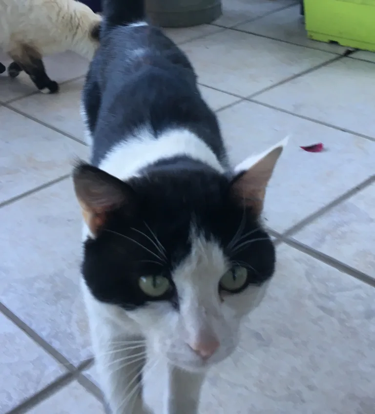 Chat trouvé