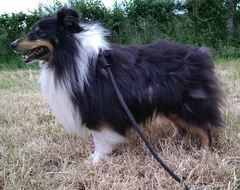 Chien perdu Berger des Shetland