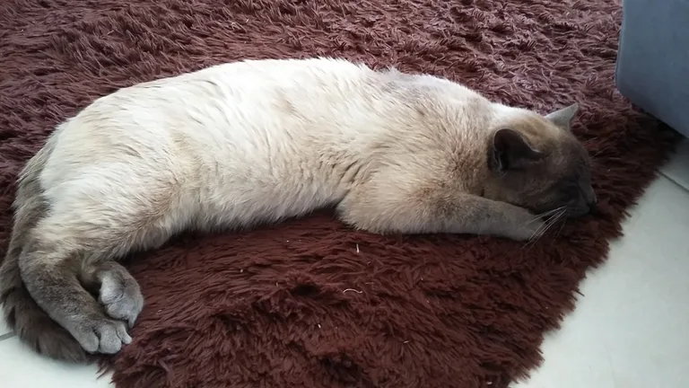 Chat trouvé