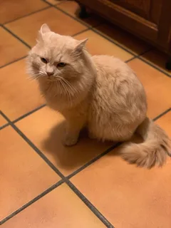 Chat perdu Européen