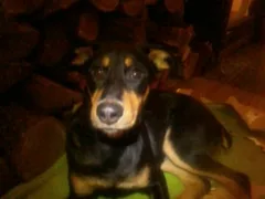 Chien perdu Beauceron