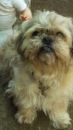 Chien perdu Shitzu