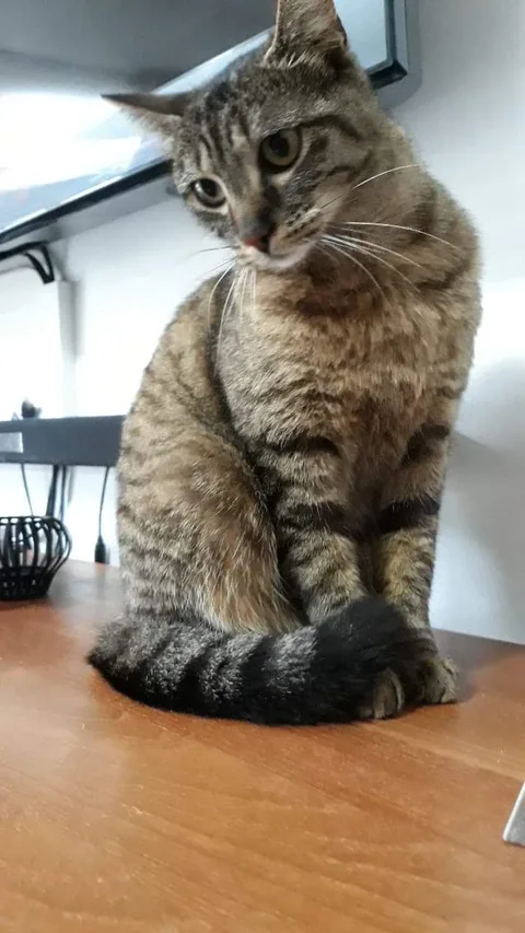 Chat trouvé