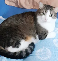 Chat perdu Européen
