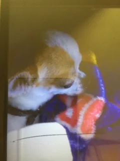 Chien perdu Chihuahua