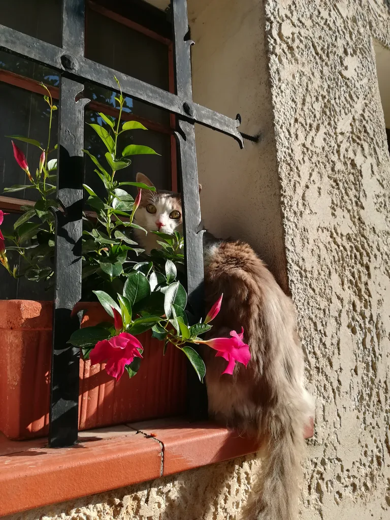 Gribouille