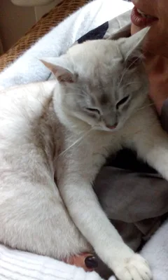 Chat perdu Burmilla