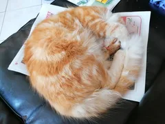 Chat perdu Européen